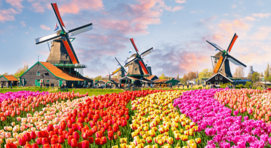Cánh đồng hoa Tulip tại Hà Lan