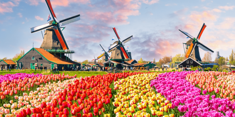 Cánh đồng hoa Tulip tại Hà Lan